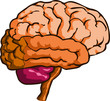 Brain