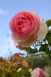 Rose Rose