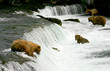 Grizzly bear