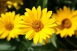 Foto: Yellow flower close-up Yellow flower close-up