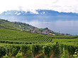 terrasses pour un vin exquis