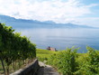 terrasses du lavaux...la vigne
