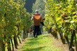 Harvesting in the vineyard
