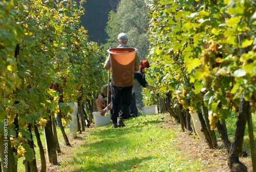 Harvesting in the vineyard