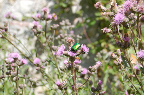 Photo: green beetle on thistle green beetle on thistle