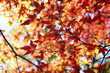 Japanese maple Japanese maple