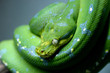 Snake
