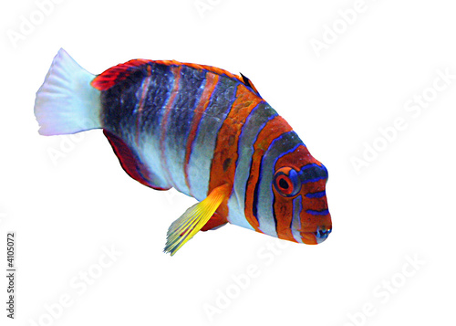 poisson exotique