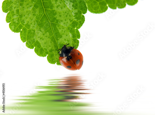 Ladybug