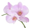 pink orchid flowers