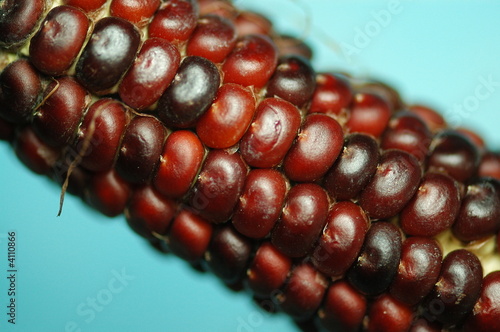 Photo: dark sweet corn on the tables dark sweet corn on the tables