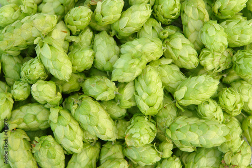 Photo: green hops green hops