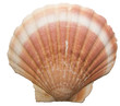 coquille