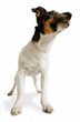 Hund Tesso