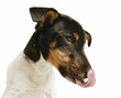 Hund Tesso 2