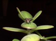 Insect fly on the leaf 
