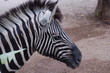 zebre