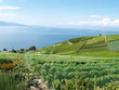 vignoble face au Léman