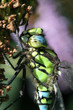 Dragonfly on dead Budleigha