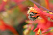 bee in red flower