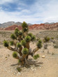 Joshua Tree at Red Rock Canyon