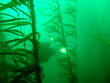Diver in Kelp