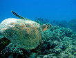 Turtle in Hawaii Turtle in Hawaii