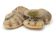 Live clams Live clams