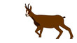 Chamois