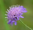 Cornflower