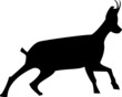 chamois de haute montagne