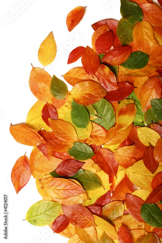 Photo: Autumn leaves Autumn leaves