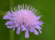 Cornflower 2