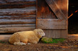 Sheep laying down beside barnyard door