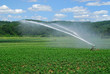 Irrigating Potato Field Irrigating Potato Field
