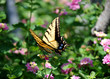 Butterfly63