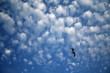 Cumulus Cloud
