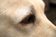 labrador détail