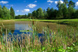 Golf pond brimmed with reeds