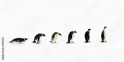 Photo: Penguin Evolution © Jan Will # Photo: Penguin Evolution © Jan Will #