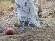 pommus