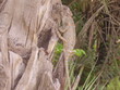 Caméléon Caméléon