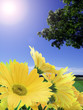dieblumen