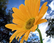 flowerpower