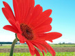 blume3000