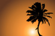 Palm Tree Palm Tree