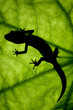 leopard gecko leopard gecko