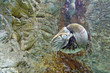 nautile