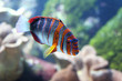 poisson exotique