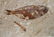 Fish Fossil 2